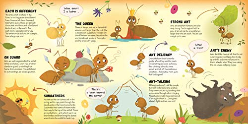 Discovering the Active World of the Anthill (Happy Fox Books) Board Book Teaches Kids Ages 3-6 about Ants, Digging More Deeply into a Hill with Every Page Turn - Fun Facts, Vocabulary Words, and More