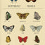 Butterfly People: An American Encounter with the Beauty of t
