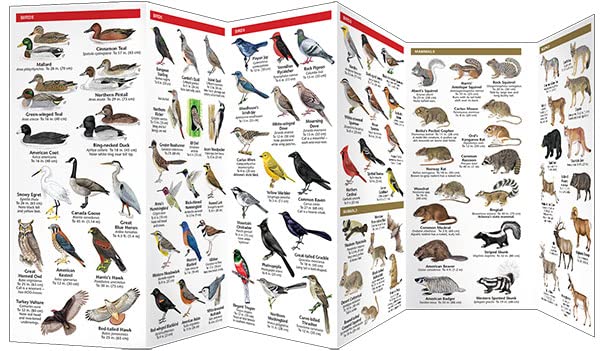 Arizona Wildlife: A Folding Pocket Guide to Familiar Animals (Wildlife and Nature Identification)