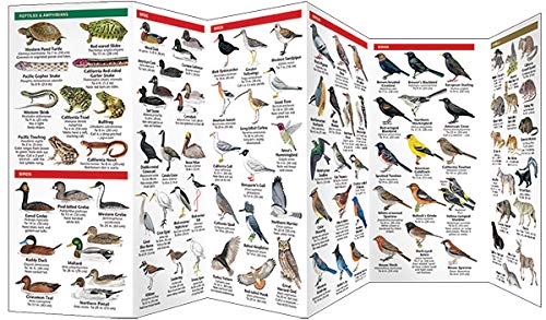 Nature of San Francisco & the Bay Area: A Folding Pocket Guide to Familiar Plants & Animals (Wildlife and Nature Identification)