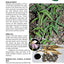 Wild Edible Plants of Arizona