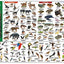 Costa Rica Wildlife Guide (Laminated Foldout Pocket Field Guide)