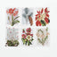 Winter Botanicals: Note Cards and Envelopes: Set of 12 (New York Botanical Garden)