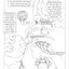 My First Book About the Brain (Dover Science For Kids Coloring Books)
