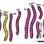 I Can Only Draw Worms