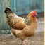 Starter Coops: For Your Chickens' First Home (CompanionHouse Books)