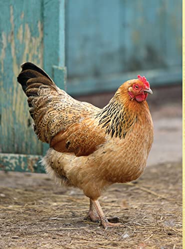 Starter Coops: For Your Chickens' First Home (CompanionHouse Books)