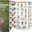 Pennsylvania Wildlife: A Folding Pocket Guide to Familiar Animals (Wildlife and Nature Identification)