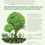 Practical Permaculture: for Home Landscapes, Your Community, and the Whole Earth