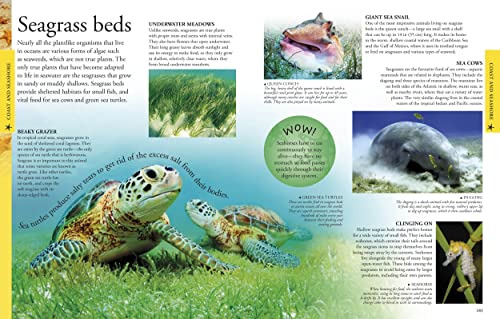 Ocean: A Visual Encyclopedia (DK Children's Visual Encyclopedias)
