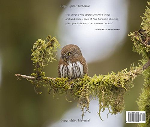 Owl: A Year in the Lives of North American Owls