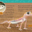 Adorable Animals (National Geographic Kids Readers, Level 2)