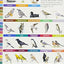 Birds of Oregon