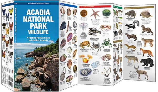 Acadia National Park Wildlife: A Folding Pocket Guide to Familiar Animals (Wildlife and Nature Identification)