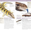 Nature Guide: Snakes and Other Reptiles and Amphibians: The World in Your Hands (DK Nature Guides)