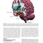 Nolte's The Human Brain: An Introduction to its Functional Anatomy