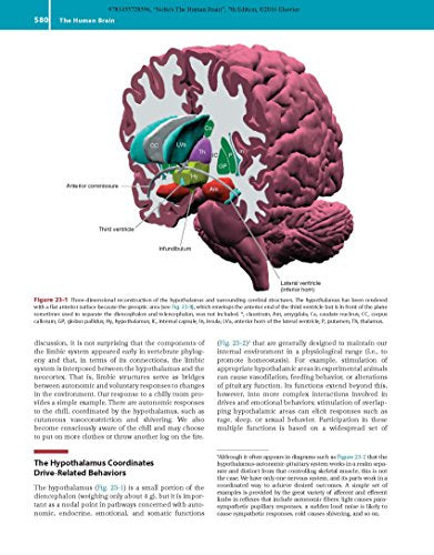 Nolte's The Human Brain: An Introduction to its Functional Anatomy