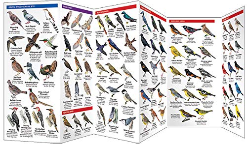 Maryland & DC Birds: A Folding Pocket Guide to Familiar Species (Wildlife and Nature Identification)