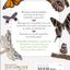 Butterflies and Moths: Explore Nature with Fun Facts and Activities (Nature Explorers)