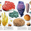 The Animal Book: A Visual Encyclopedia of Life on Earth (DK