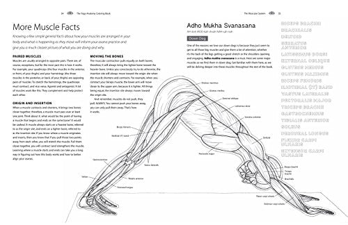 Yoga Anatomy Coloring Book: A Visual Guide to Form, Function, and Movement - An Educational Anatomy Coloring Book for Medical Students, Yoga Enthusiasts, Teachers & Adults (Volume 1)