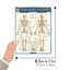 Skeletal System: Advanced (Quick Study Academic)