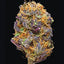 Green: A Field Guide to Marijuana: (Books about Marijuana, Guide to Cannabis, Weed Bible)