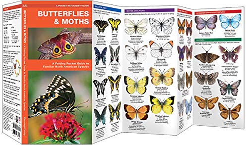 Butterflies & Moths: A Folding Pocket Guide to Familiar North American Species (A Pocket Naturalist Guide)