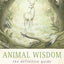 Animal Wisdom by Jessica Dawn Palmer