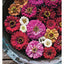 In Bloom: Growing, Harvesting, and Arranging Homegrown Flowers All Year Round (CompanionHouse Books) Create a Perfect Garden of Color, Texture, & Shape with Annuals, Perennials, Shrubs, Trees, & More