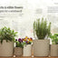 Indoor Edible Garden: Creative Ways to Grow Herbs, Fruits, and Vegetables in Your Home