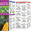 Dragonflies & Damselflies: A Folding Pocket Guide to Familiar, Widespread North American Species (Wildlife and Nature Identification)