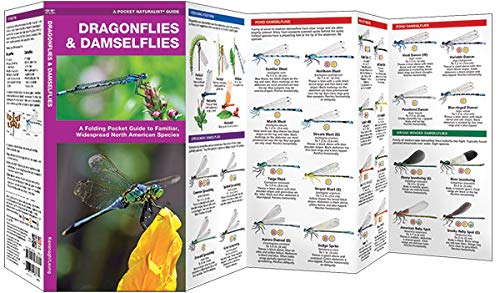 Dragonflies & Damselflies: A Folding Pocket Guide to Familiar, Widespread North American Species (Wildlife and Nature Identification)