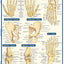 Skeletal System: Advanced (Quick Study Academic)