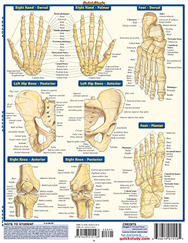 Skeletal System: Advanced (Quick Study Academic)