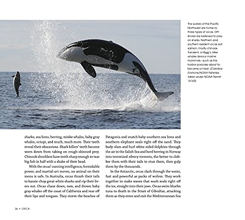 Orca: Shared Waters, Shared Home
