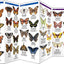 Butterflies & Moths: A Folding Pocket Guide to Familiar North American Species (A Pocket Naturalist Guide)