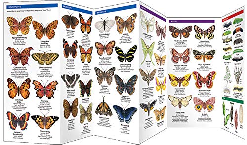 Butterflies & Moths: A Folding Pocket Guide to Familiar North American Species (A Pocket Naturalist Guide)