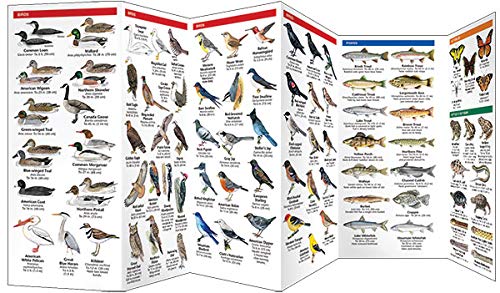 Montana Wildlife: A Folding Pocket Guide to Familiar Animals (Wildlife and Nature Identification)