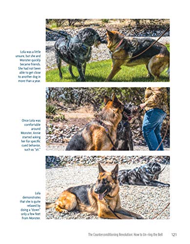 The Midnight Dog Walkers: Positive Training and Practical Advice for Living with Reactive and Aggressive Dogs (CompanionHouse Books) Help Your Dog Recover from Fear and Anxiety, and Enjoy Walks Calmly
