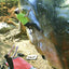 Fontainebleau Fun Bloc: Escalade Bouldering
