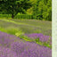 The Lavender Lover's Handbook: The 100 Most Beautiful and Fragrant Varieties for Growing, Crafting, and Cooking