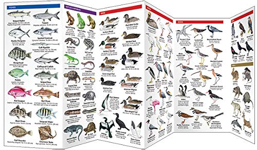 Texas Seashore Life: A Folding Pocket Guide to Familiar Coastal Plants & Animals (A Pocket Naturalist Guide)