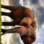 Elephant Picture Book - Elephant Photography: 100+ Amazing Pictures and Photos in this fantastic Elephant Photo Book (Elephant Photography Book and Elephant Picture Books)