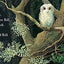 Owl Babies