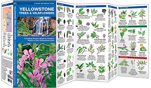 Yellowstone Trees & Wildflowers: A Folding Pocket Guide to Familiar Plants of the Yellowstone Area (Wildlife and Nature Identification)