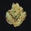 Green: A Field Guide to Marijuana: (Books about Marijuana, Guide to Cannabis, Weed Bible)