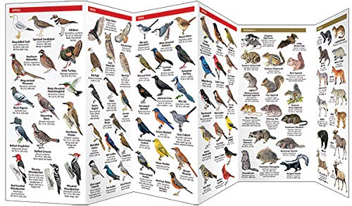 Michigan Wildlife: A Folding Pocket Guide to Familiar Animals (Wildlife and Nature Identification)