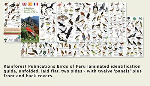 Peru Birds (Laminated Foldout Pocket Field Guide) (English and Spanish Edition)