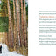 Forest Bathing Retreat: Find Wholeness in the Company of Trees